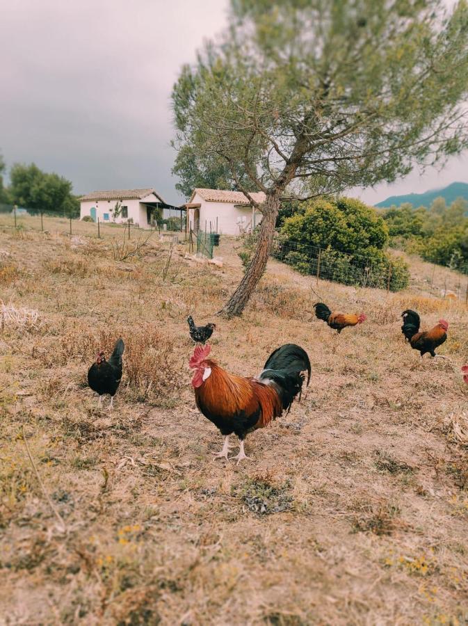 Complejo Rural Del Molino Dorado Villa Facinas Luaran gambar