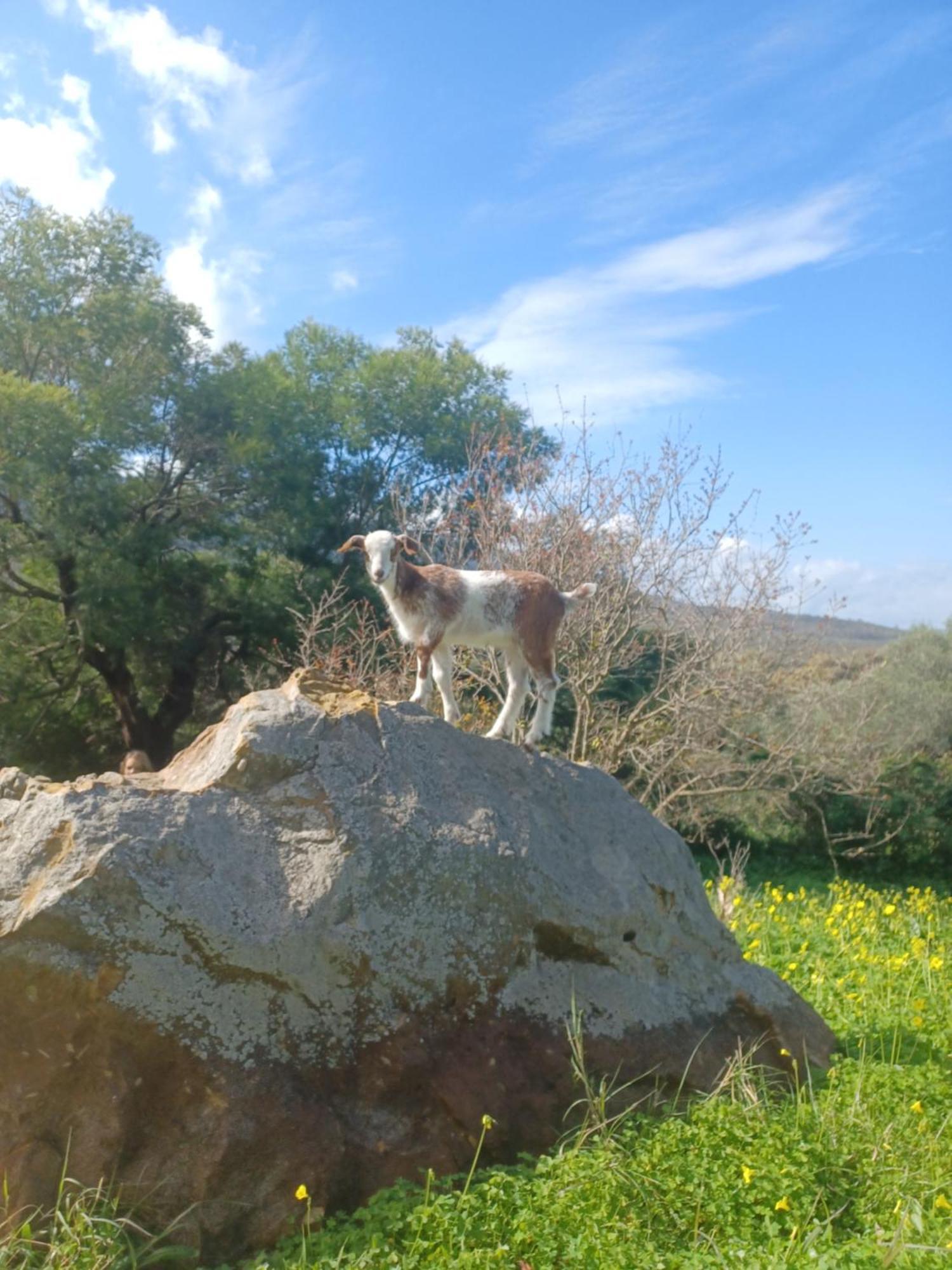 Complejo Rural Del Molino Dorado Villa Facinas Luaran gambar