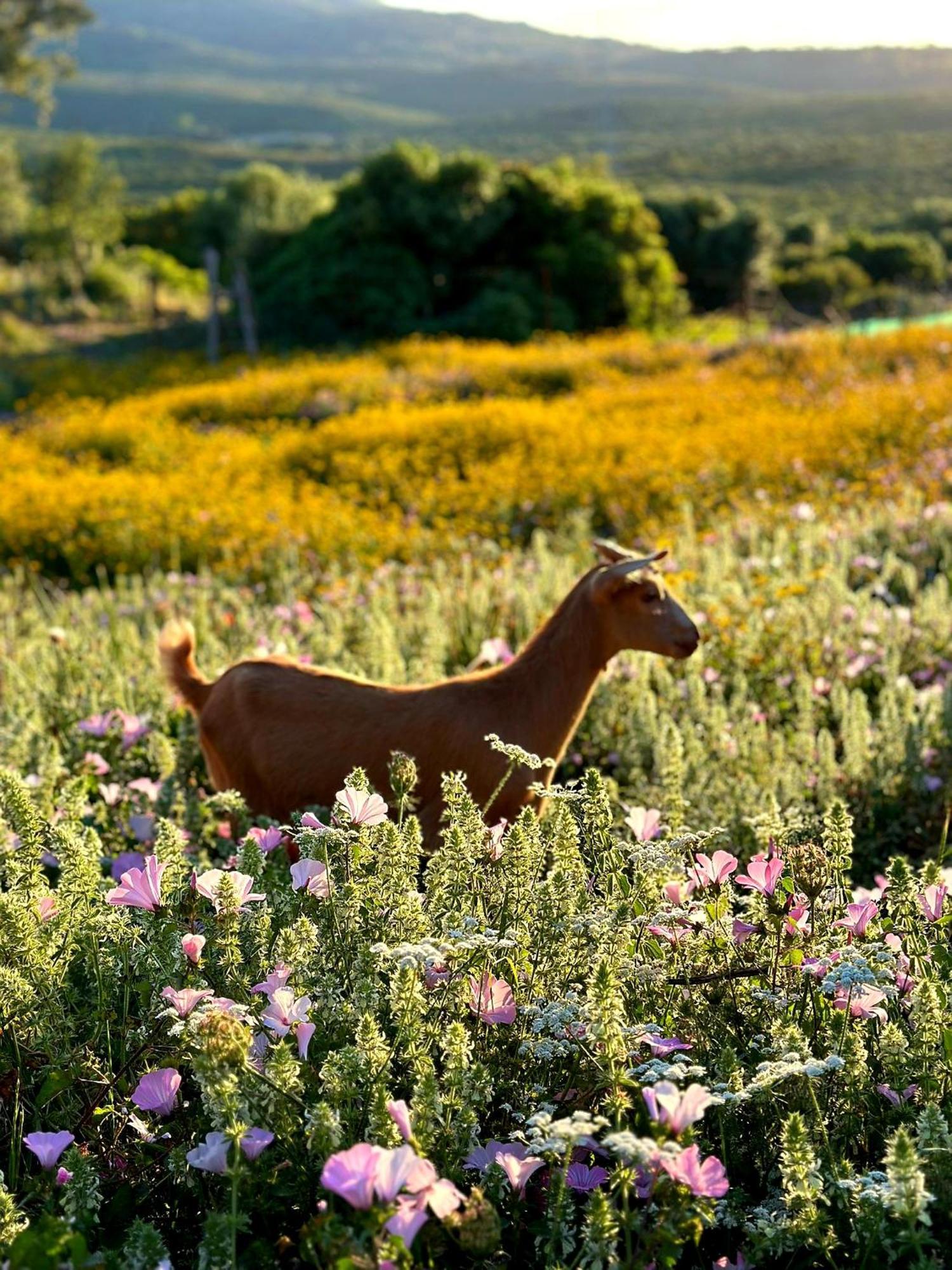 Complejo Rural Del Molino Dorado Villa Facinas Luaran gambar